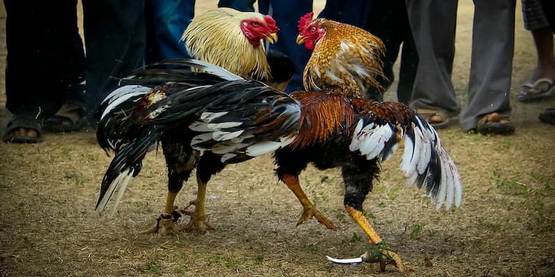 Hấp dẫn từ lối chơi truyền thống pha công nghệ hiện đại